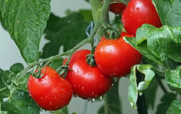 Organic Tomatoes 1kg - Image 2